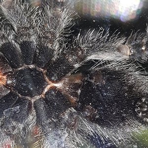 A. Avicularia 1.jpg