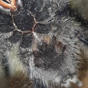 A. Avicularia 1 2nd shot.jpg