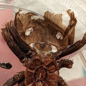 Aphonopelma chalcodes Molt.jpg