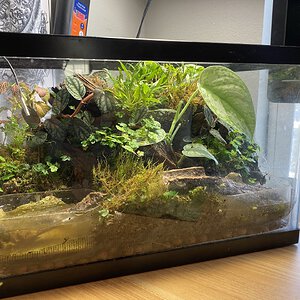 “The Forest Floor”: Geosesarma Vivarium Build!: 5 Month Update (Post Pruning)