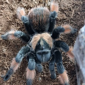 Brachypelma emilia