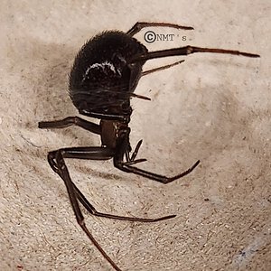 0.1 Latrodectus hesperus juvenile