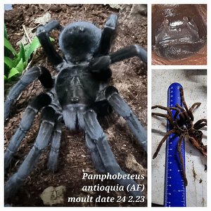 Pamphobeteus antioquia