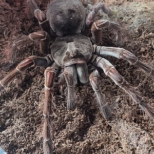 Theraphosa stirmi