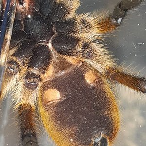 Harpactira Pulchripes