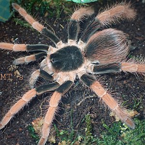 0.1 Megaphobema robustum