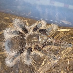 T.Albopilosus is this a Honduran or Nicaraguan?