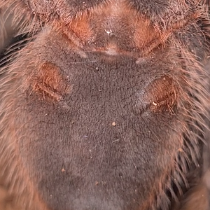 20230226 Grammostola pulchripes.PNG