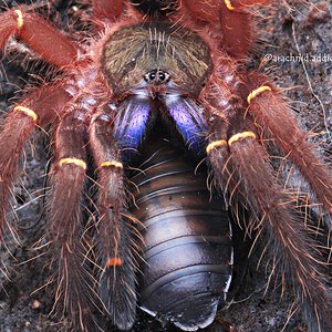 Ephebopus cyanognathus.