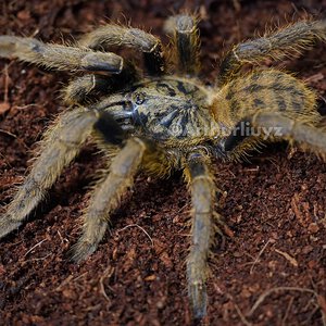 0.1 Cyriopagopus schmidti [Guangxi]