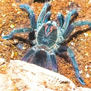 First feed post molt, finally decided to show himself!