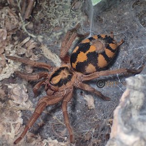 0.1 Hapalopus sp. "Colombia large" (or H. formosus, or pumpkin patch)
