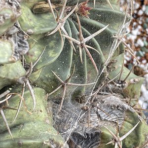Spider living in a Echinocactus texensis.