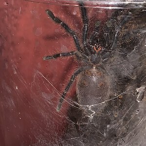 2" DLS Ornithoctoninae sp. "Phan Cay Blue"