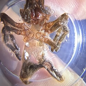 Very small, less than 2 inches Grammostola pulchripes 2 of 2