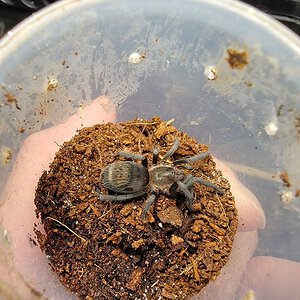 Mystery tarantula