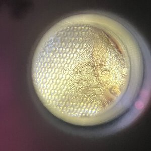 Very small 1.5 inch Thrixopelma Cyaneolum