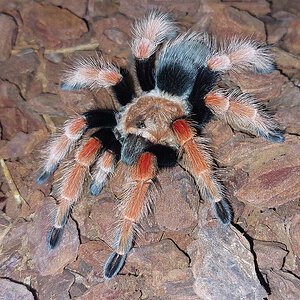 B boehmi juv. female