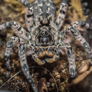 Lycosa singoriensis - wider shot