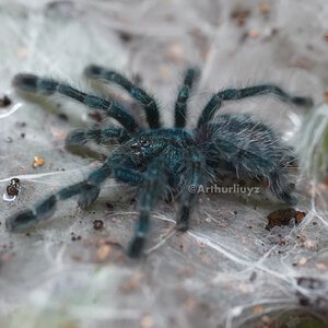 0.1 Caribena versicolor