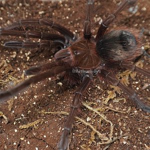 0.1 Theraphosa apophysis