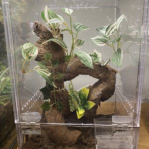 Aviculariinae juvenile/subadult enclosure