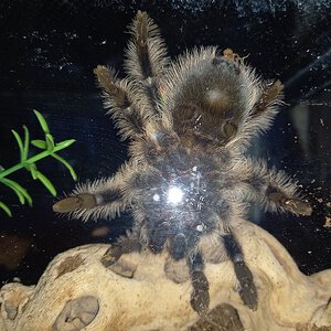 T.albopilosus sexing