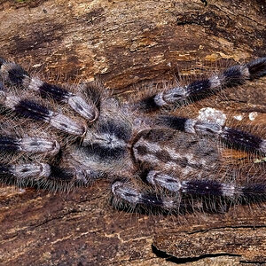 Poecilotheria miranda