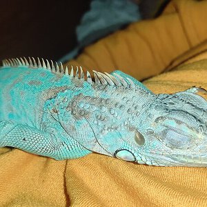 0.1 Iguana iguana (axanthic green iguana)