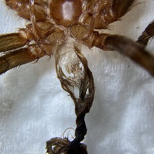 A. geniculata (~2” DLS)