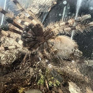 poecilotheria tigrinawesseli 4.5 in