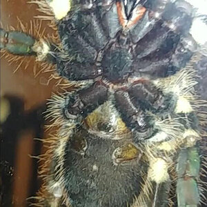 Poecilotheria ornata