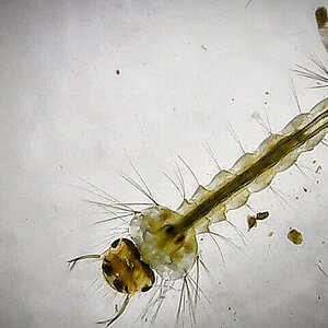 Mosquitoe Larvae