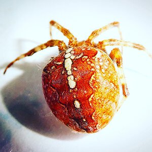 Orange Araneus diadematus