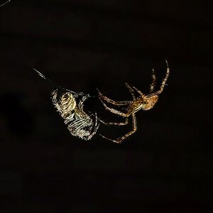 Araneus diadematus mating ritual