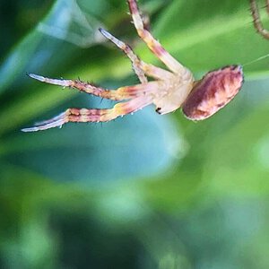 Freshly moulted Araneus diadematus