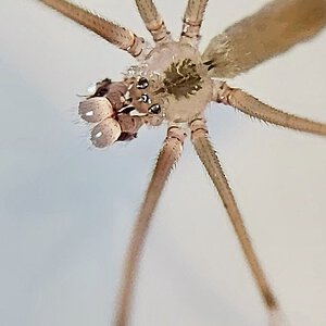 Male Pholcus phalangioides