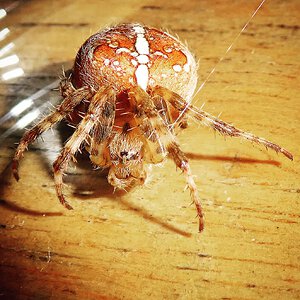 Araneus diadematus