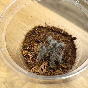 Theraphosa blondi unsexed sling