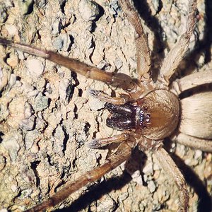 Drassodes sp