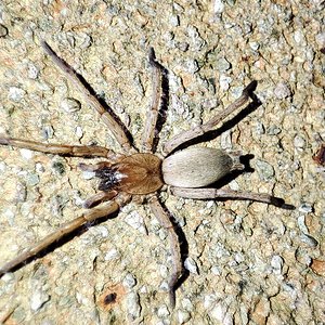 Drassodes sp