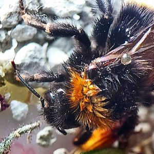 Bee recovering from frost