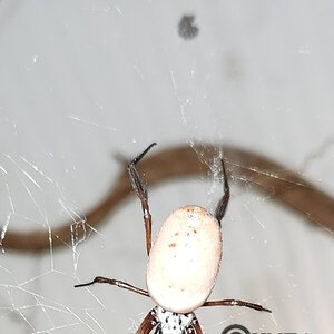 1.1 Nephila edulis - Golden Silk Orbweaver