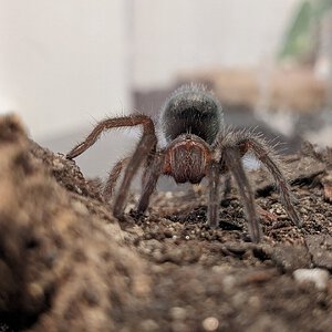 Grammostola pulchra sling