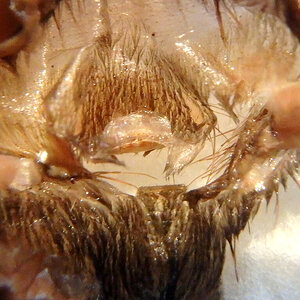 acanthoscurria_geniculata_molt.jpg