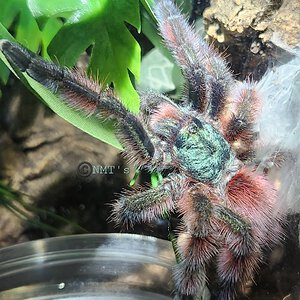 0.1 Caribena versicolor - Indie