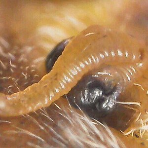 Close up of Araneus diadematus epigyne scape