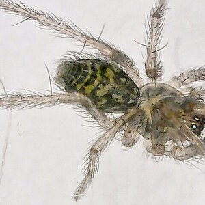 Eratigena sp juvenile