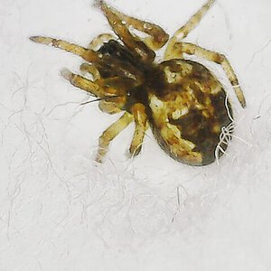 Larinioides sp