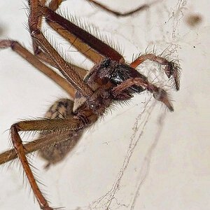 Male Eratigena sp